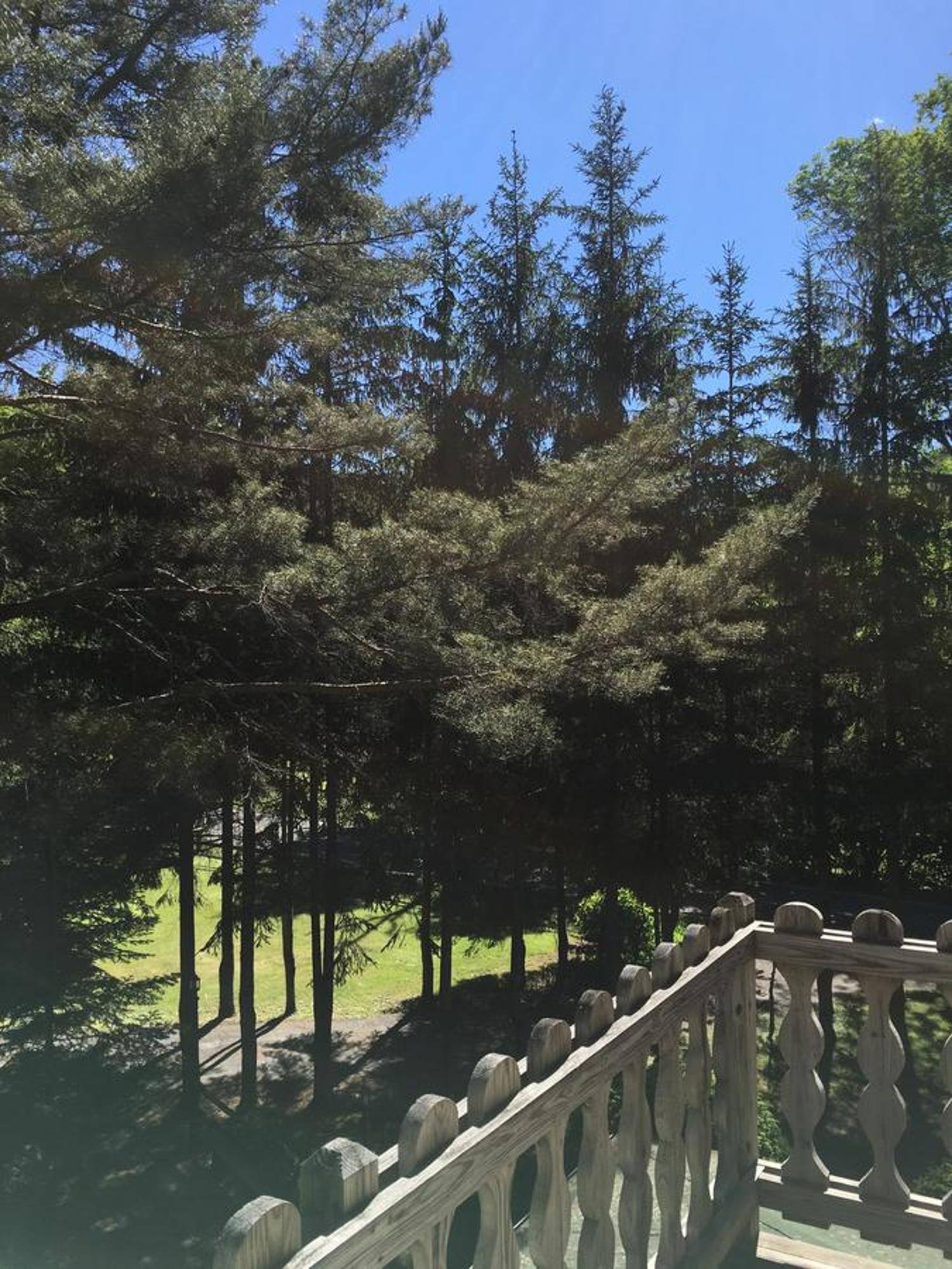 Отель Slide Mountain Forest House Oliverea Номер фото
